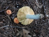 Russula decipiens image