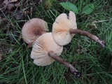 Lactarius lignyotus var. nigroviolascens image