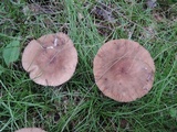 Lactarius lignyotus var. nigroviolascens image