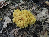 Ramaria flavescens image