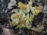 Ramaria flavescens image