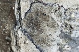 Lecanora meridionalis image