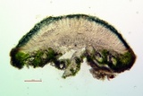 Lecanora meridionalis image