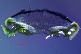 Lecanora meridionalis image
