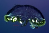 Lecanora meridionalis image