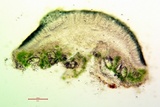 Lecanora meridionalis image
