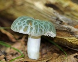Russula parvovirescens image