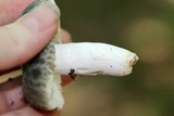 Russula parvovirescens image