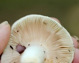 Russula parvovirescens image