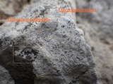Arthonia meridionalis image