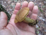Aureoboletus innixus image