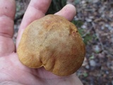 Aureoboletus innixus image