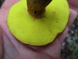 Aureoboletus innixus image