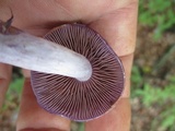 Cortinarius iodes image