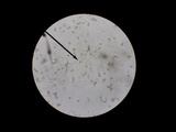 Cortinarius iodes image