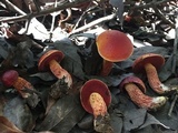 Butyriboletus frostii image