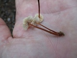 Gymnopus spongiosus image