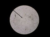 Gymnopus spongiosus image