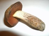 Boletus vermiculosus image