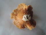 Lactarius pyrogalus image