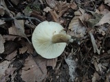 Lactarius fuliginosus image