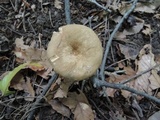 Lactarius fumosus image