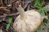 Lactarius luridus image