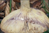 Lactarius luridus image