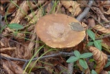Lactarius luridus image