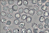Lactarius luridus image