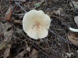 Lactarius subvernalis image