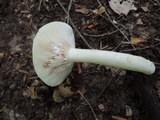 Lactarius subvernalis image
