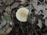 Lactarius subvernalis image