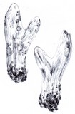 Clavariadelphus occidentalis image