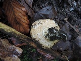 Lactarius psammicola image