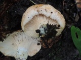 Lactarius psammicola image