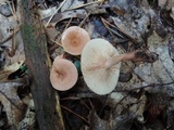 Lactarius camphoratus image