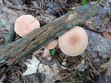 Lactarius camphoratus image