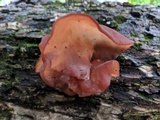 Peniophora rufa image