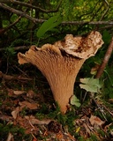 Gomphus kauffmanii image