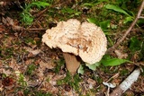 Gomphus kauffmanii image