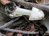 Amanita amerivirosa image