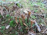 Craterellus fallax image