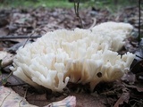 Sebacina schweinitzii image