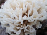 Sebacina schweinitzii image