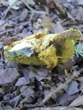 Baorangia bicolor image