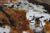 Botryobasidium aureum image
