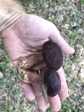 Tylopilus badiceps image