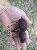 Tylopilus badiceps image