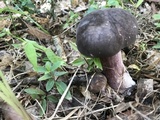 Tylopilus badiceps image